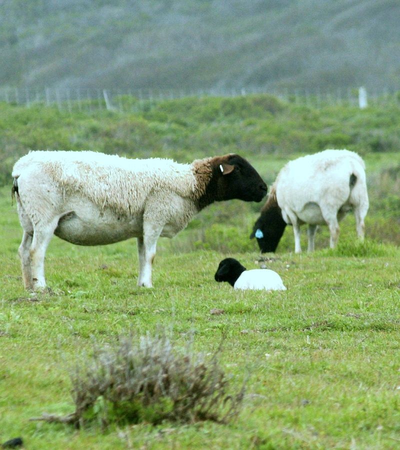 Dorper Sheep
