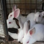 WhatsApp Image 2026-01-27 at 4.48.24 PM (1)