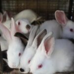 WhatsApp Image 2026-01-27 at 4.48.24 PM